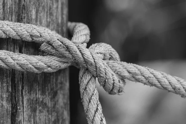 knot of thick rope tied around a wooden stake - Stock Image