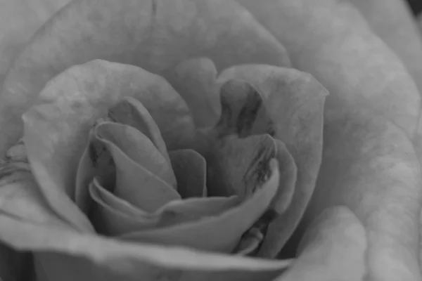 Flowering roses in the garden — Stock Photo, Image