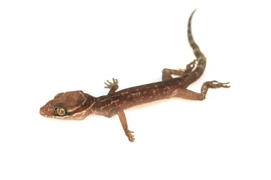 Beyaz izole gecko kertenkele