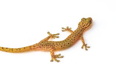 Beyaz izole gecko kertenkele