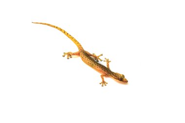 Beyaz izole gecko kertenkele