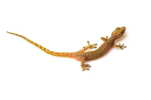 Gecko jaszczurka na białym tle — Zdjęcie stockowe