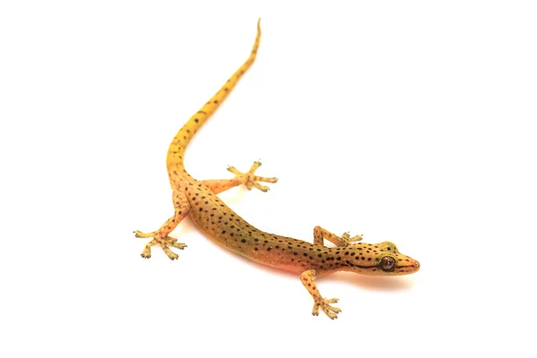 Lagarto Gecko aislado en blanco — Foto de Stock