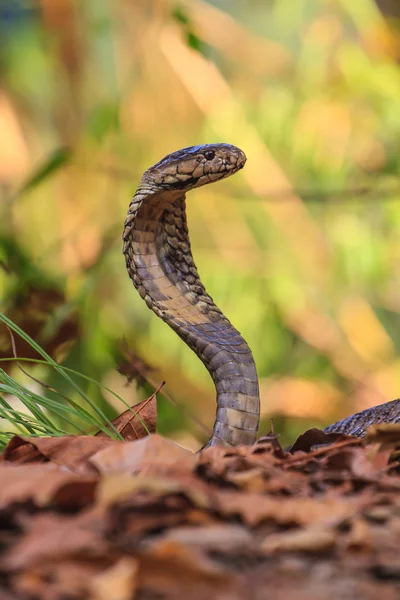 Közelről Monocellate Cobra — Stock Fotó