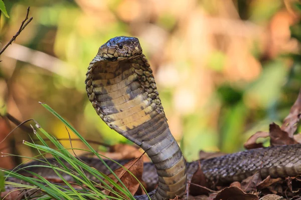 Cerca de Monocellate Cobra —  Fotos de Stock