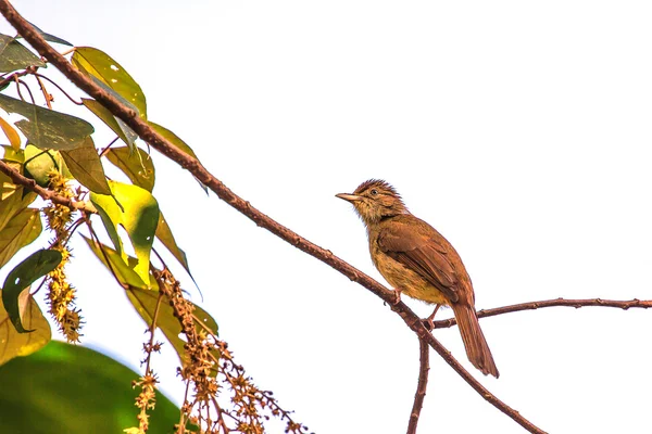 Schöne grauäugige bulbul (hypsipetes propinquus)) — Stockfoto