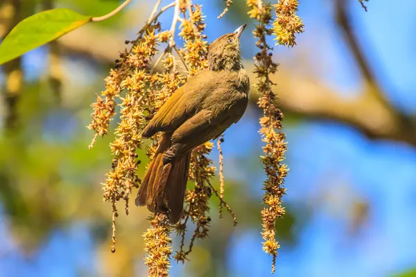 Hermosa Bulbul de ojos grises (Hypsipetes propinquus ) —  Fotos de Stock