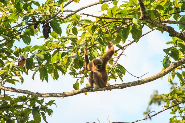 Gibón sentado en la rama de un árbol en el bosque — Foto de Stock