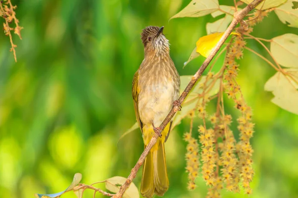 Montaña Bulbul (Ixos mcclellandii) en la naturaleza —  Fotos de Stock