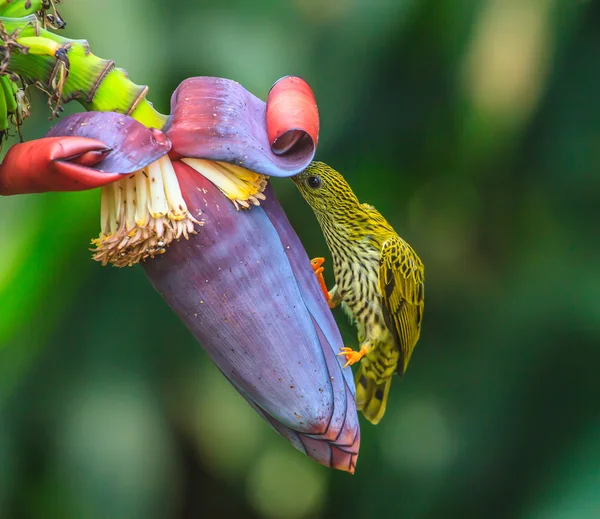 Pruhovaný Spiderhunter pták — Stock fotografie