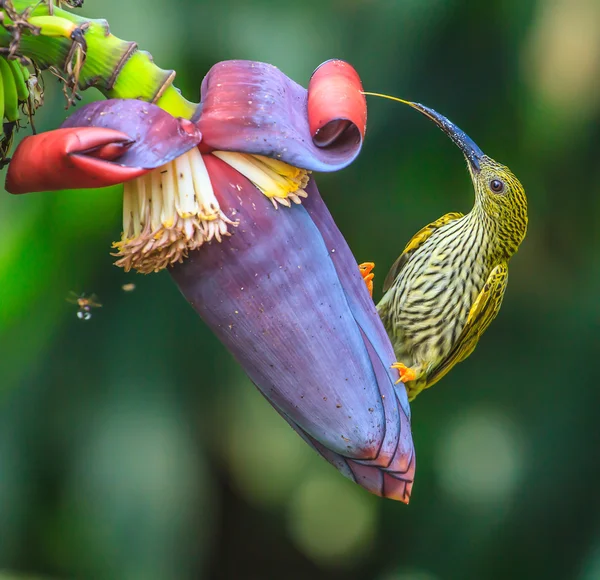 Streaked Spiderhunter bird — Stock Image Streaked Spiderhunter bird Stock Image