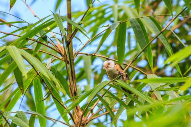 Beyaz şapkalı yedikardeşi kuş
