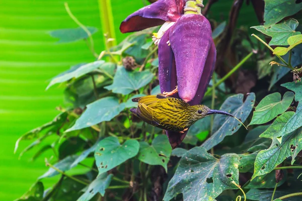 Streaked Spiderhunter bird — Stock Image Streaked Spiderhunter bird Stock Image