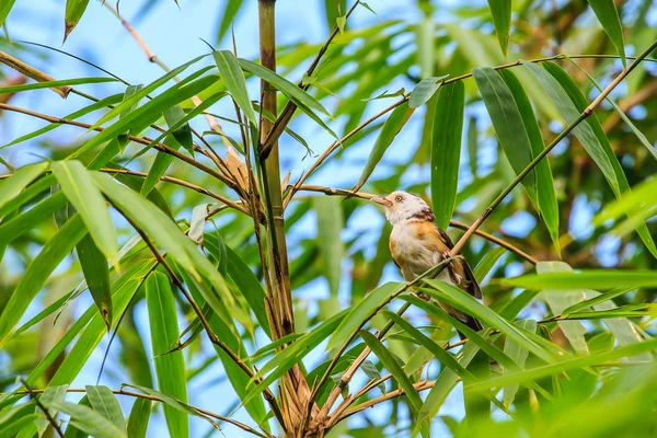 З капюшоном білий птах Babbler — стокове фото