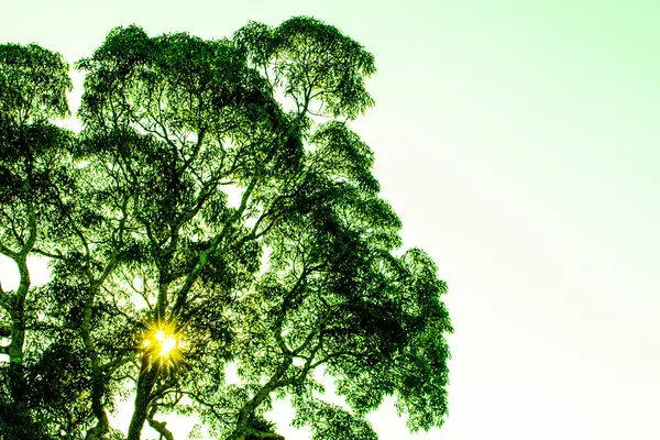 햇빛 이 있는 숲 속 의나무들 — 스톡 사진