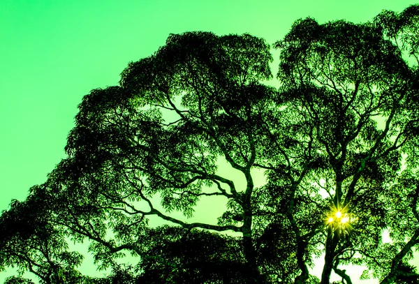 햇빛 이 있는 숲 속 의나무들 — 스톡 사진