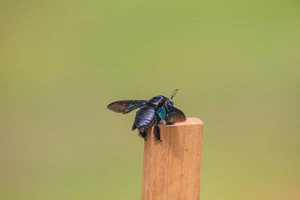 Carpinteiro abelha no fundo — Fotografia de Stock