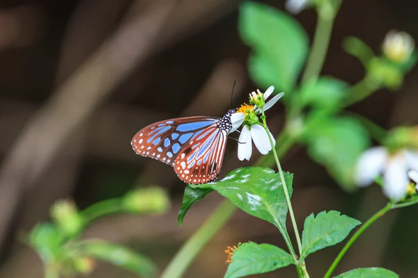 Schöner Schmetterling im Wald — Stockfoto