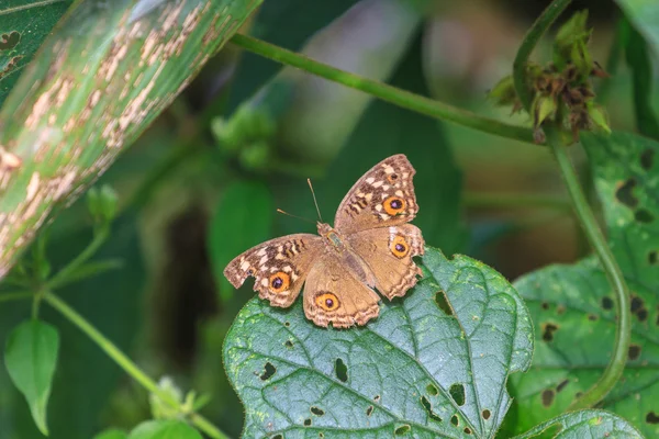 Hermosa mariposa en el bosque — Foto de Stock