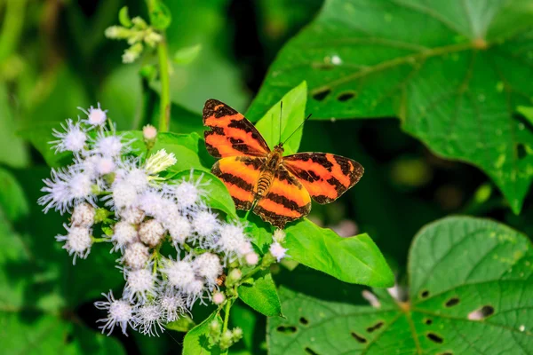 Prachtige vlinder in bos — Stockfoto
