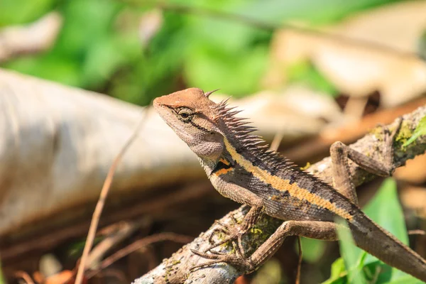 Lagarto de crista verde — Fotografia de Stock