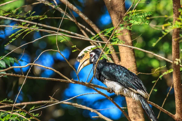 Retrato de oriental pied hornbill — Fotografia de Stock