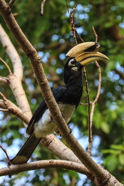 Portretul lui Oriental pied hornbill — Fotografie, imagine de stoc