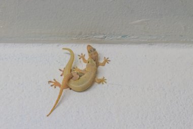 Duvara ıslah evi kertenkele