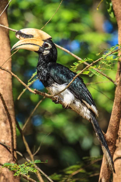 Portretul lui Oriental pied hornbill — Fotografie, imagine de stoc