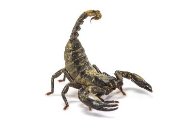 Akrep (Pandinus Imperator) beyaz arka plan üzerinde