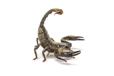 Akrep (Pandinus Imperator) beyaz arka plan üzerinde