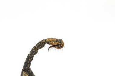 Akrep (Pandinus Imperator) beyaz arka plan üzerinde