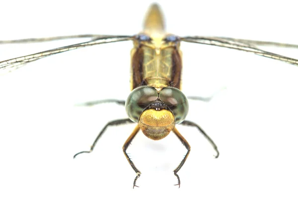 Dragonfly macro isolated on white background — Stock Photo, Image