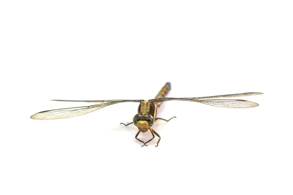 Dragonfly macro geïsoleerd op witte achtergrond — Stockfoto