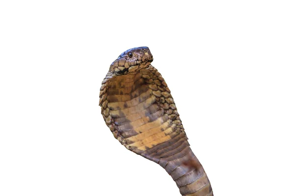 Nära håll Monocellate Cobra — Stockfoto