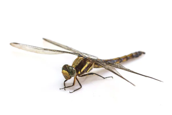 Dragonfly macro geïsoleerd op witte achtergrond — Stockfoto
