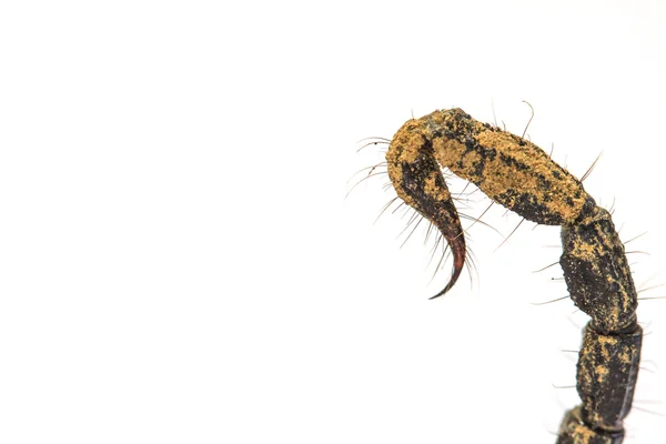 Escorpião (Pandinus imperator) sobre fundo branco — Fotografia de Stock