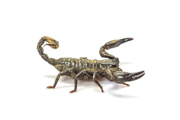 Scorpion ( Pandinus imperator) on white background — Stock Photo, Image