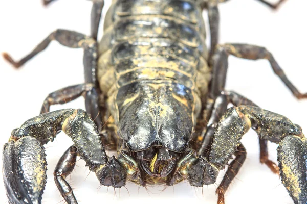 Scorpion (Pandinus imperator) på vit bakgrund — Stockfoto