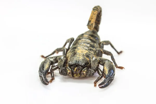 Escorpión (Pandinus imperator) sobre fondo blanco —  Fotos de Stock