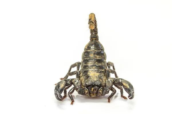 Skorpion (pandinus imperator) auf weißem Hintergrund — Stockfoto