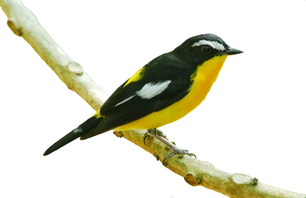 Pájaro en la naturaleza, atrapamoscas de cola amarilla posado en una rama — Foto de Stock