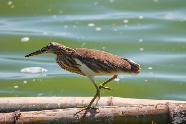 Chinese Pond Heron  in the nature. — Stock Photo, Image