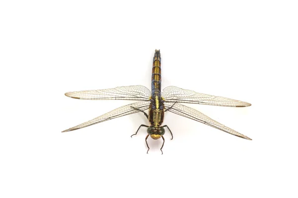 Dragonfly macro isolado no fundo branco — Fotografia de Stock