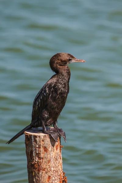 Pequeño cormorán, cormorán javanés (Microcarbo niger ) — Foto de Stock