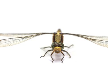 Yusufçuk makrosu beyaz arkaplanda izole edildi