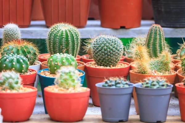 花园里的各种仙人掌植物。 — 图库照片