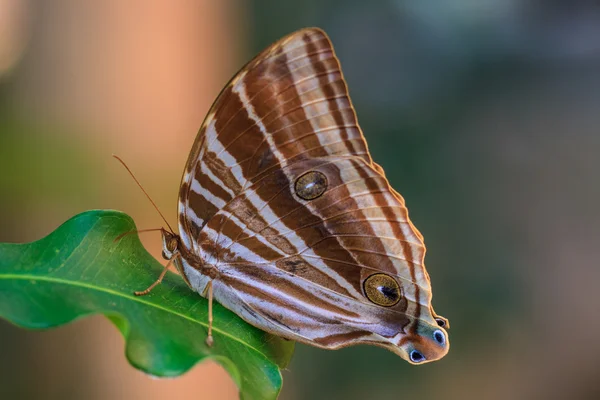 Kelebek, böcek, böcek makro — Stok fotoğraf