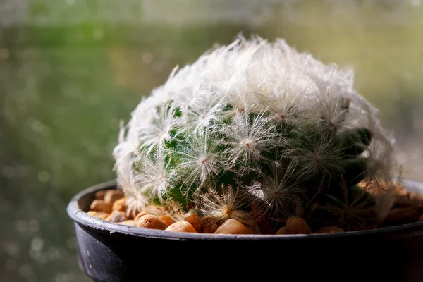 Abstrakt bakgrund kaktus på fönster — Stockfoto