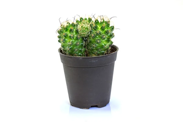 Cactus geïsoleerd op witte achtergrond — Stockfoto